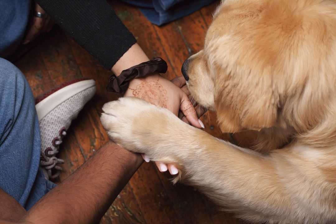 Bijili resting his paw on his family's hands, one decorated with henna
