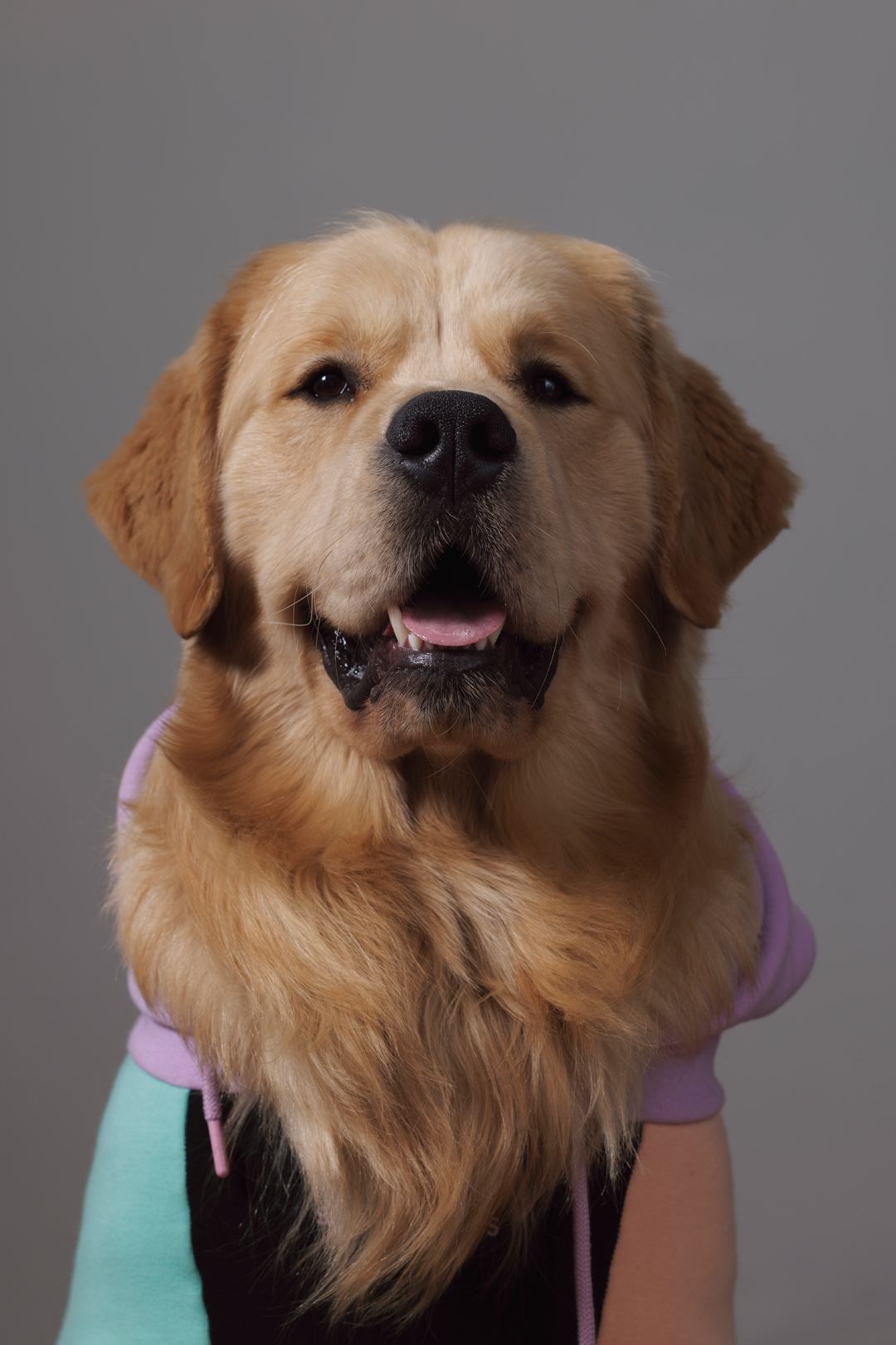 Bijili the golden retriever in a pastel colorblock hoodie, looking directly at the camera