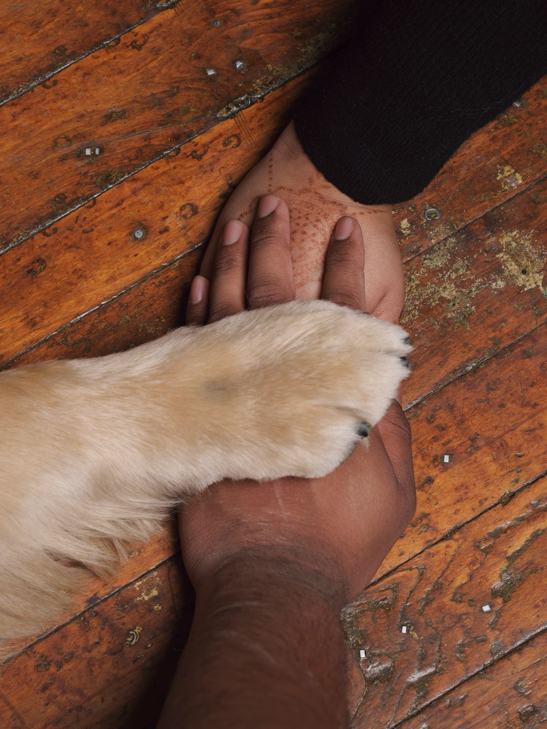 Bijili's paw resting on top of his humans' stacked hands